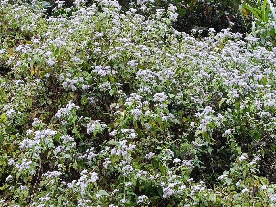 Beautiful flowers in bloom