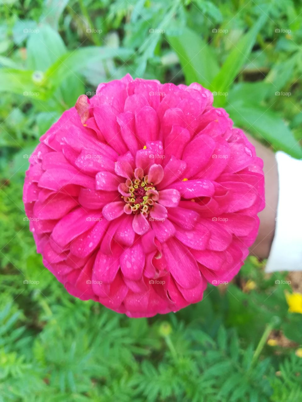 one flower