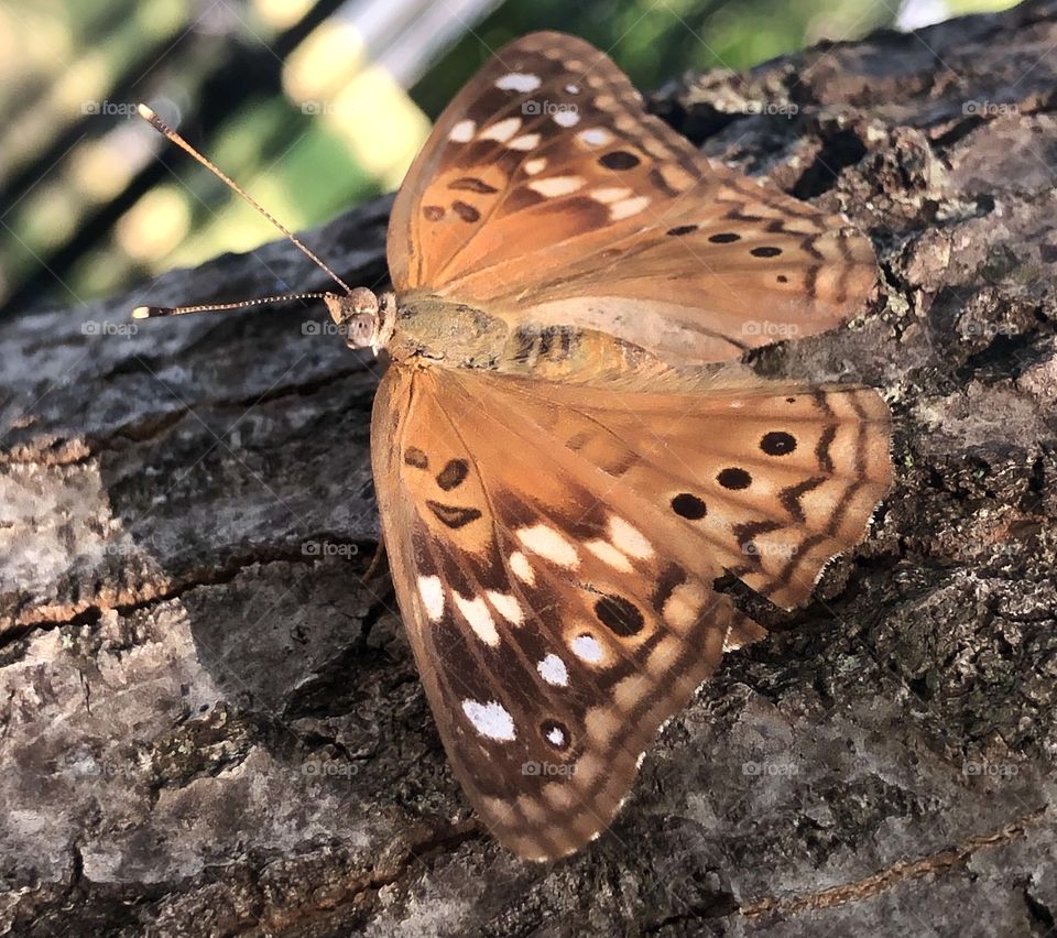 A butterfly resting on a log