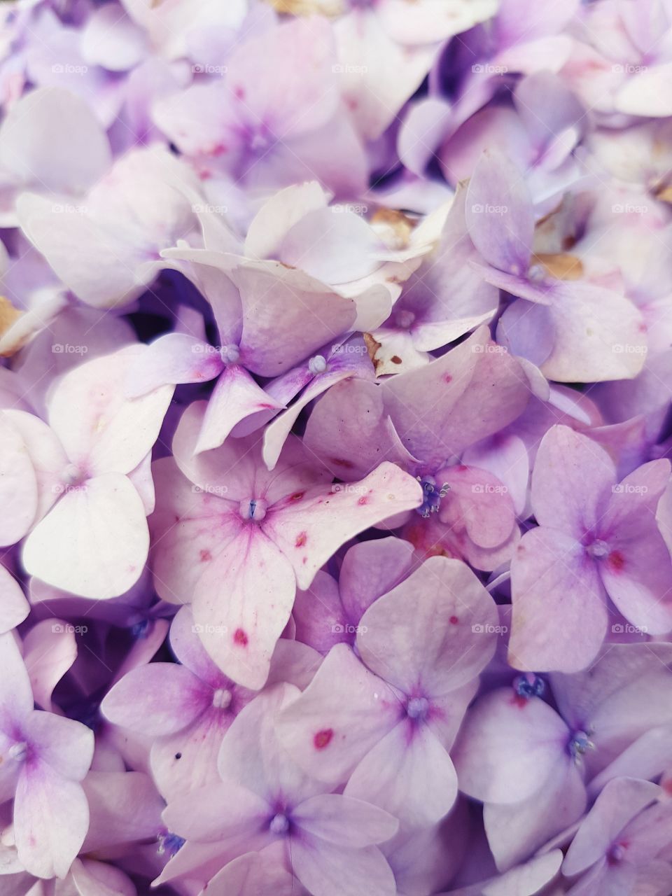 flores color violeta