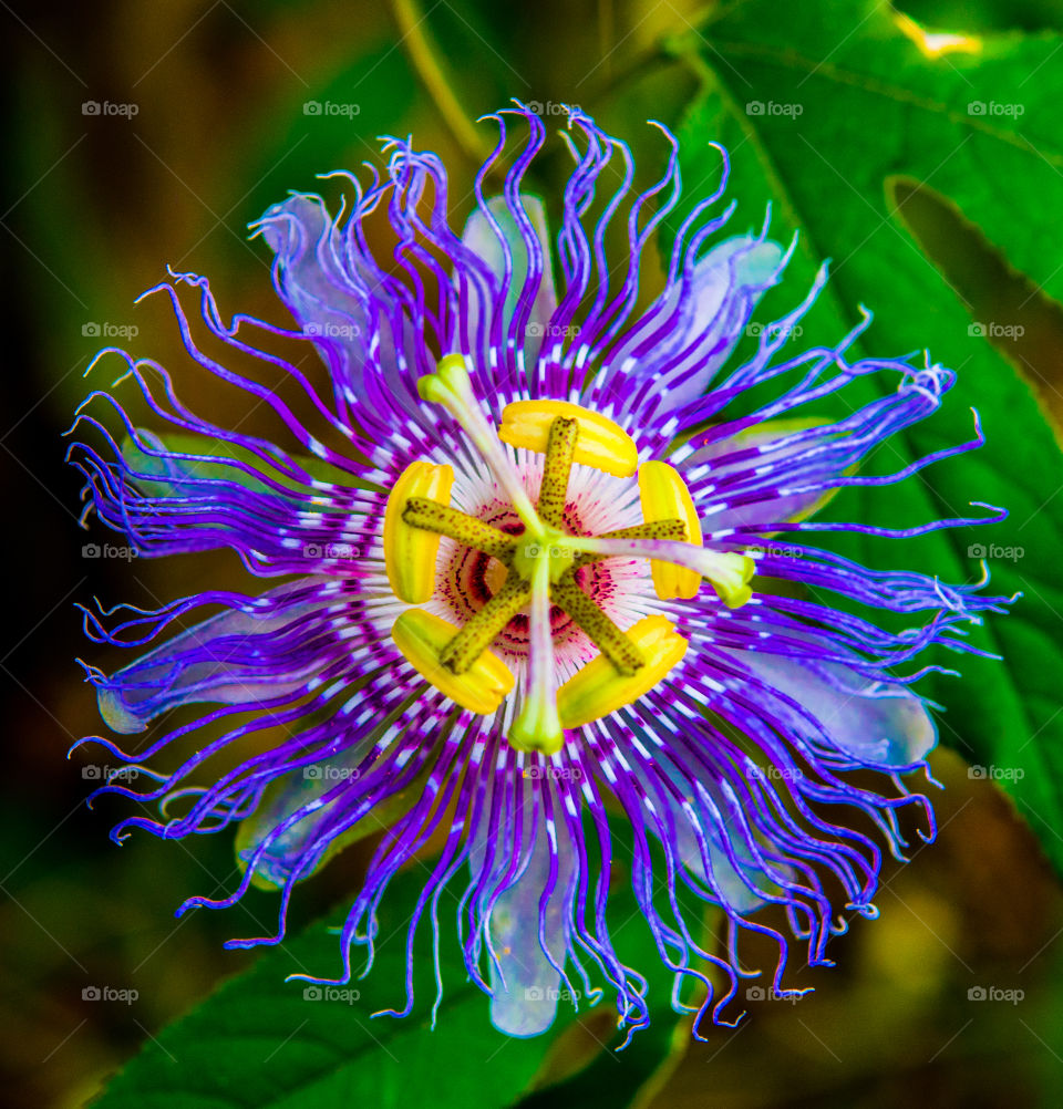 Passion flower 