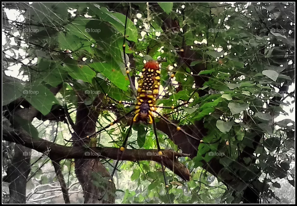 spider (9)