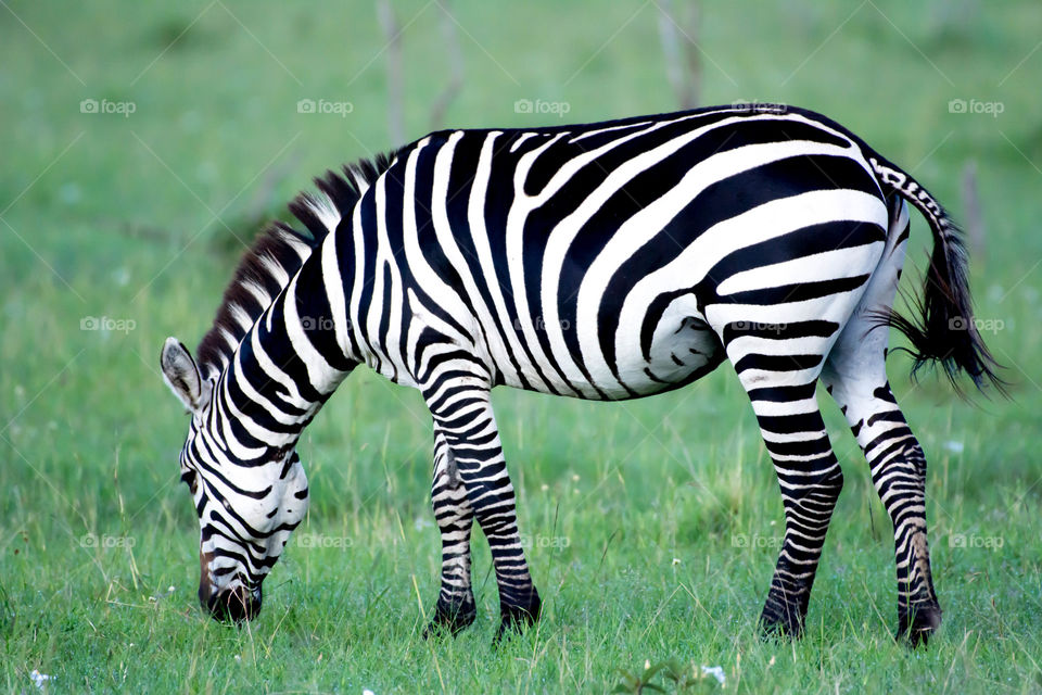 Common Zebra (Equus burchellii)_Maasai Mara_Kenya