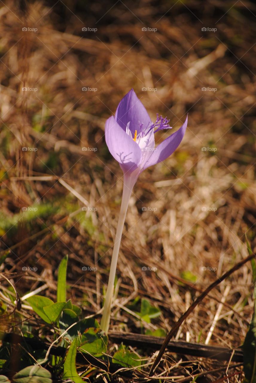 this picture represents a wonderful, autumnal and purple crocus