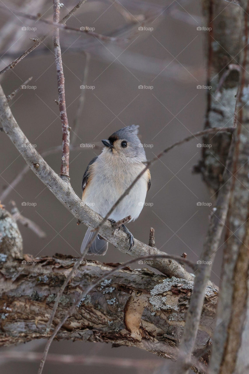 Tufted Titmouse 4