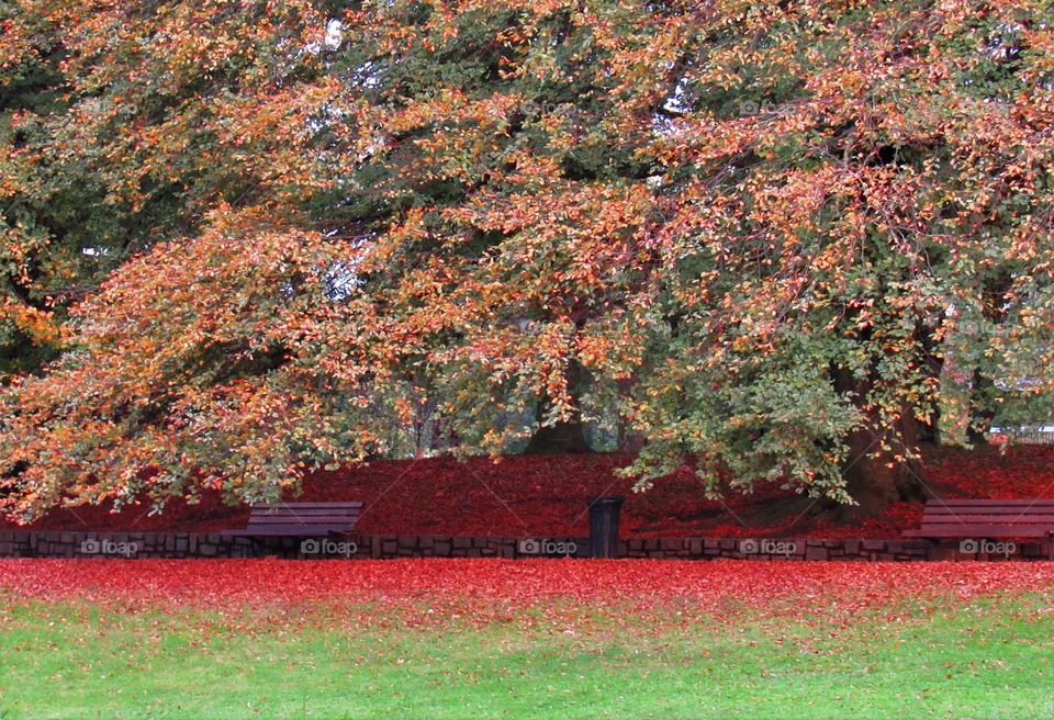 In the park