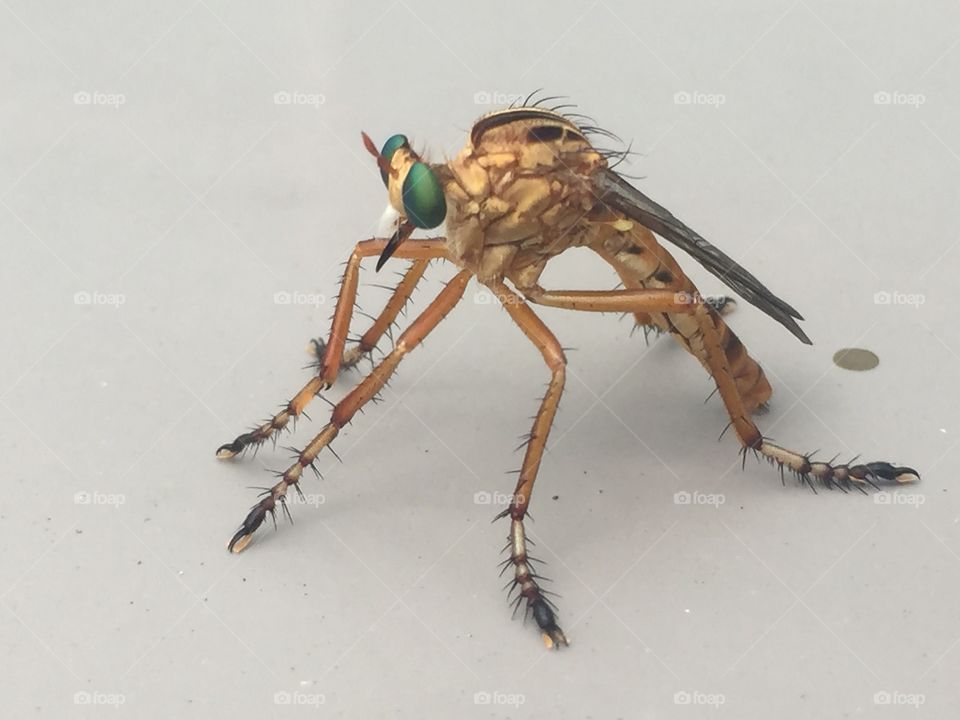 Robber Fly