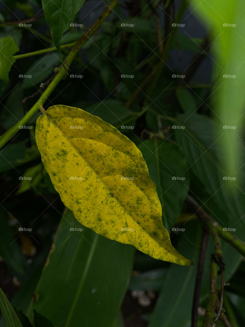 Yellow leaf 