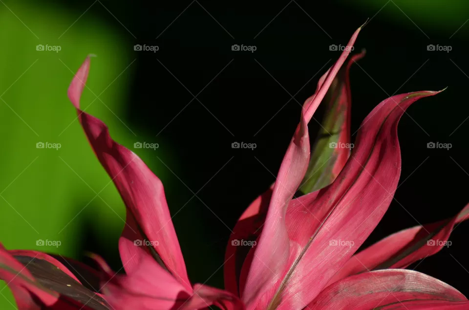 Macro
