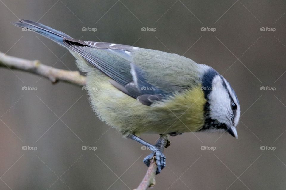 Blue tit