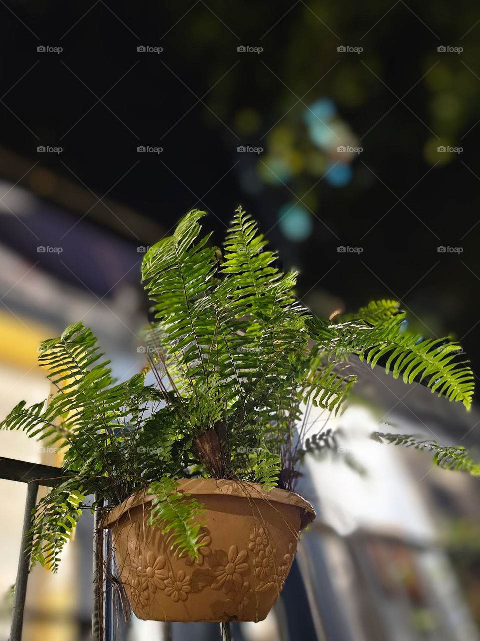 Hanging plant on a rail in a clay pot