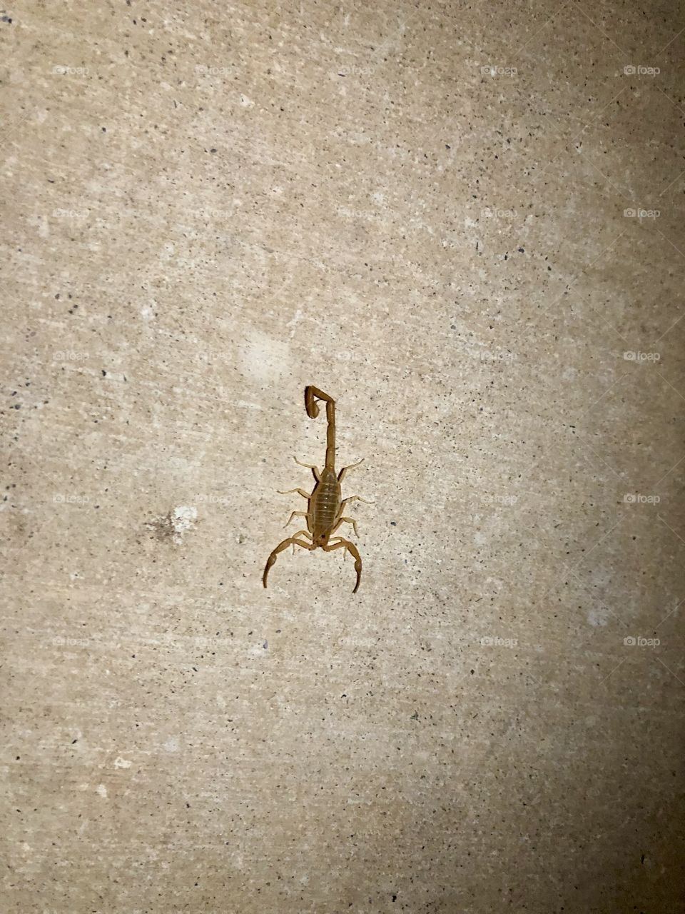 Scorpion 