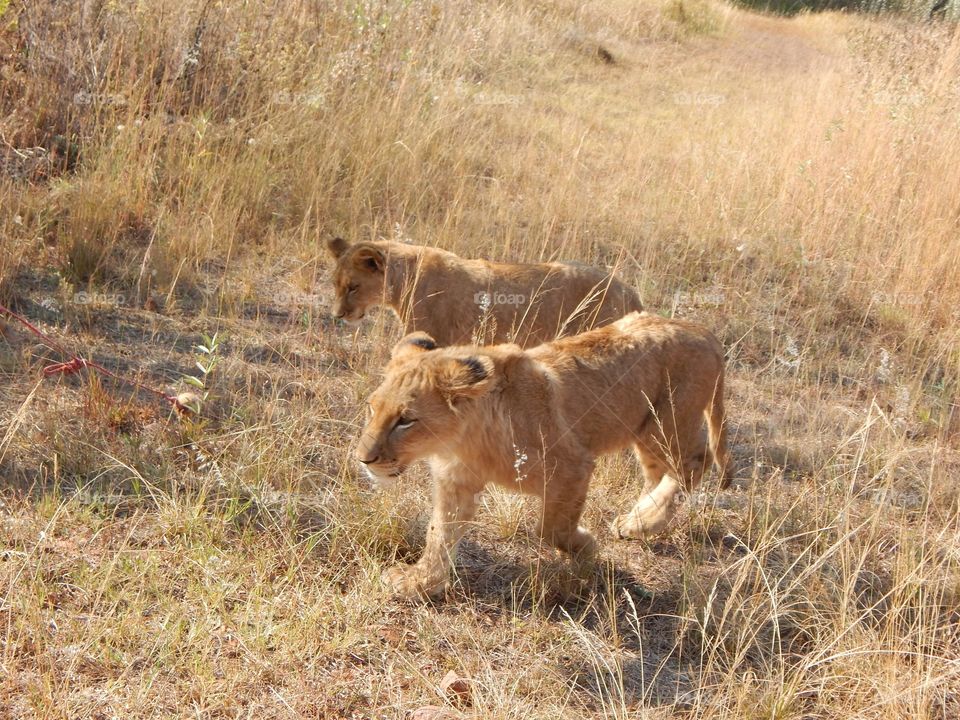 Young cubs