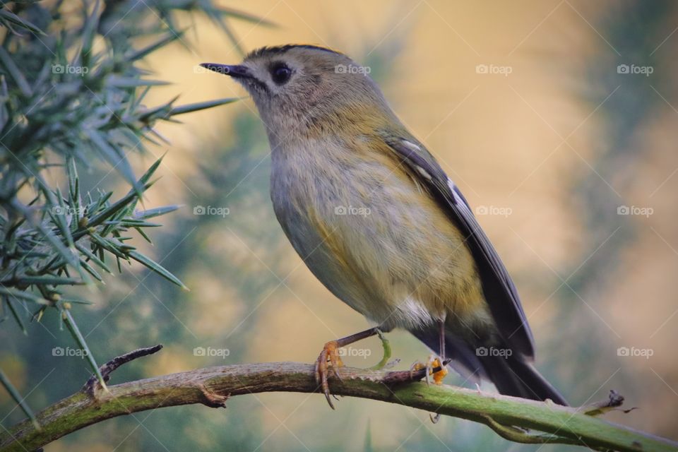 Goldcrest 