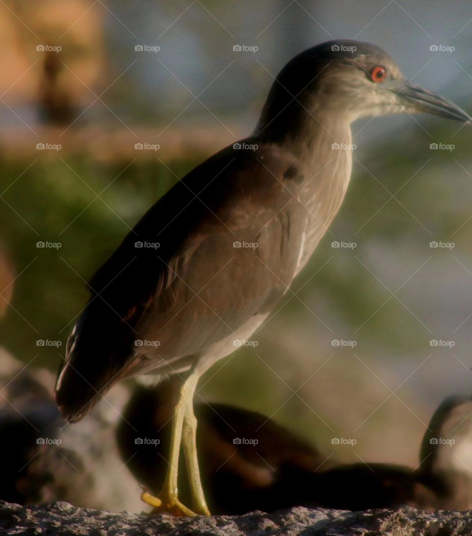 Black-crowned Night Heron at Waterfall
