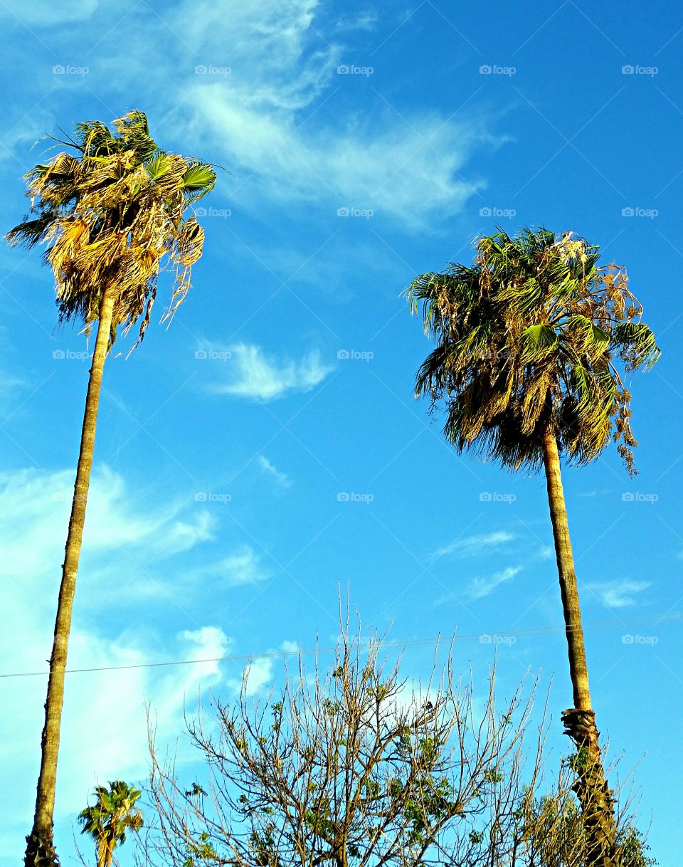 Towering Palms. Two towering palms blowing in the wind#
