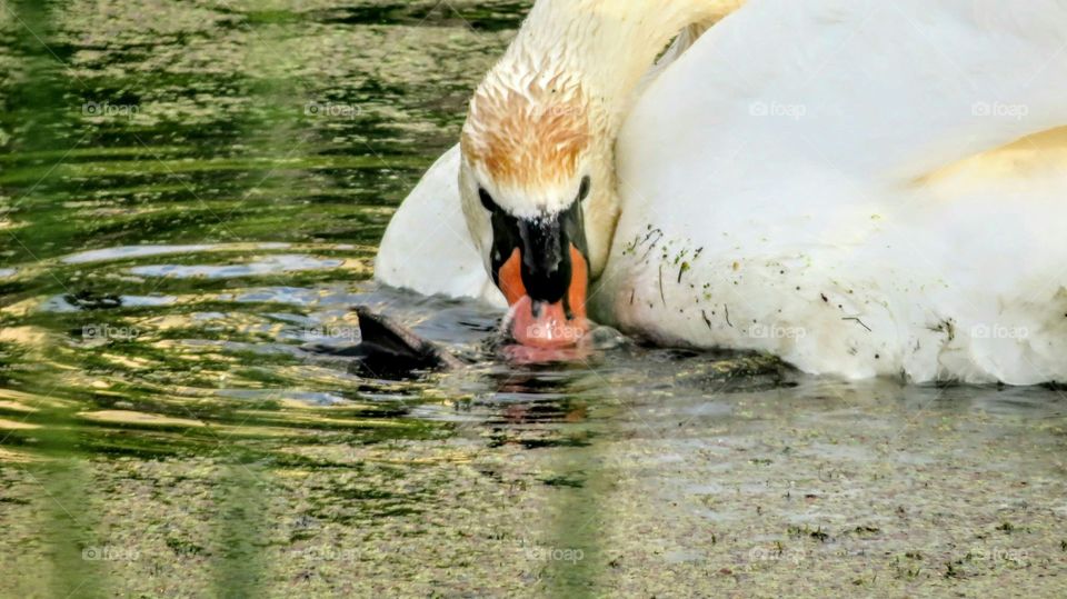 Daddy Swan cleaning up