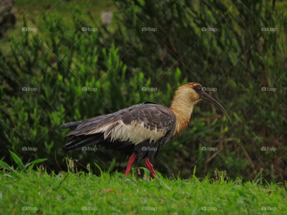 Bela curicaca andando sobre a vegetação em uma manhã chuvosa.