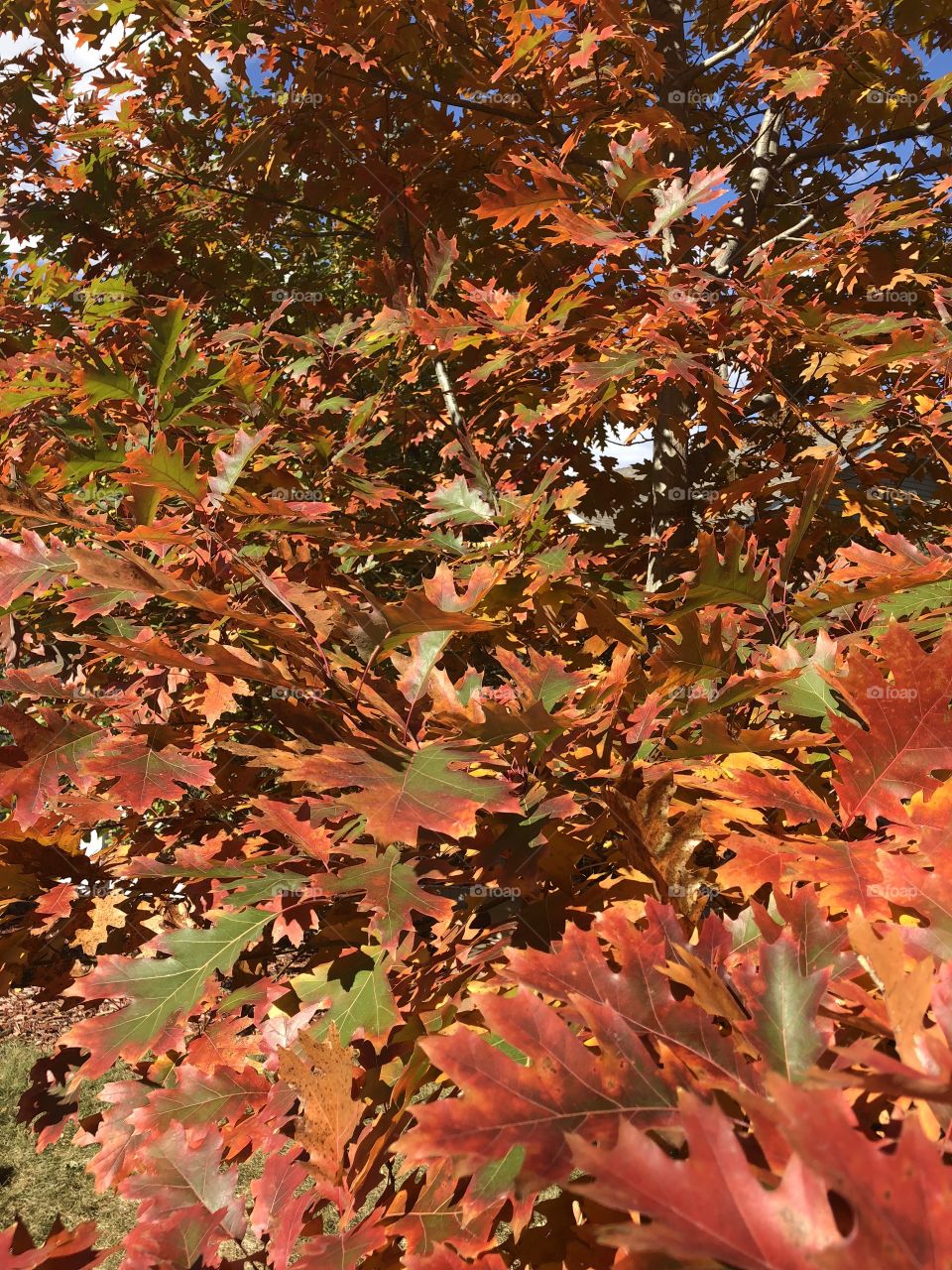 Oak tree leaves