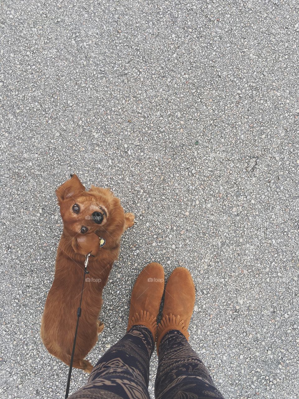 Dachshund 