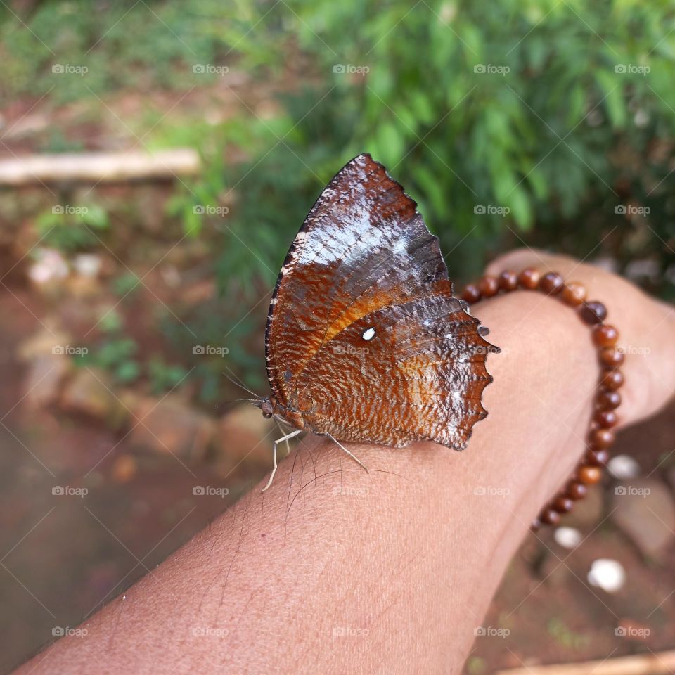 Beautiful butterfly on a young man's wrist