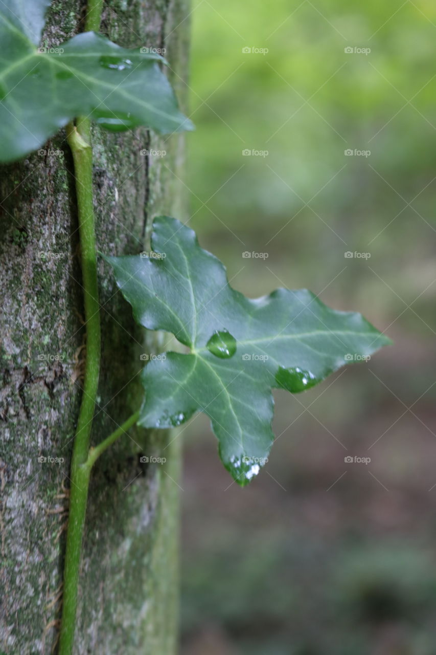 Leaf, No Person, Nature, Flora, Rain