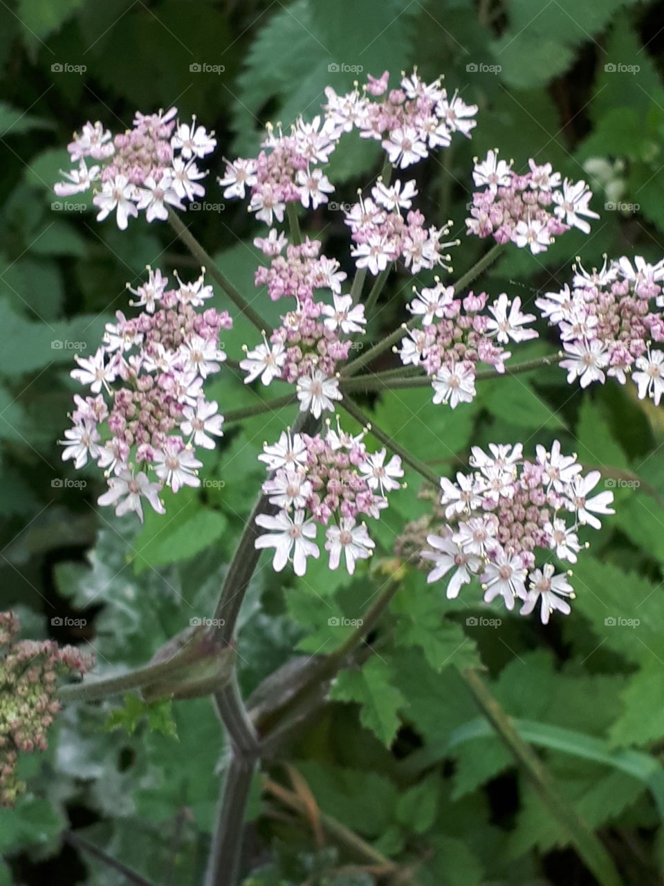 Wild Countryside Flowers