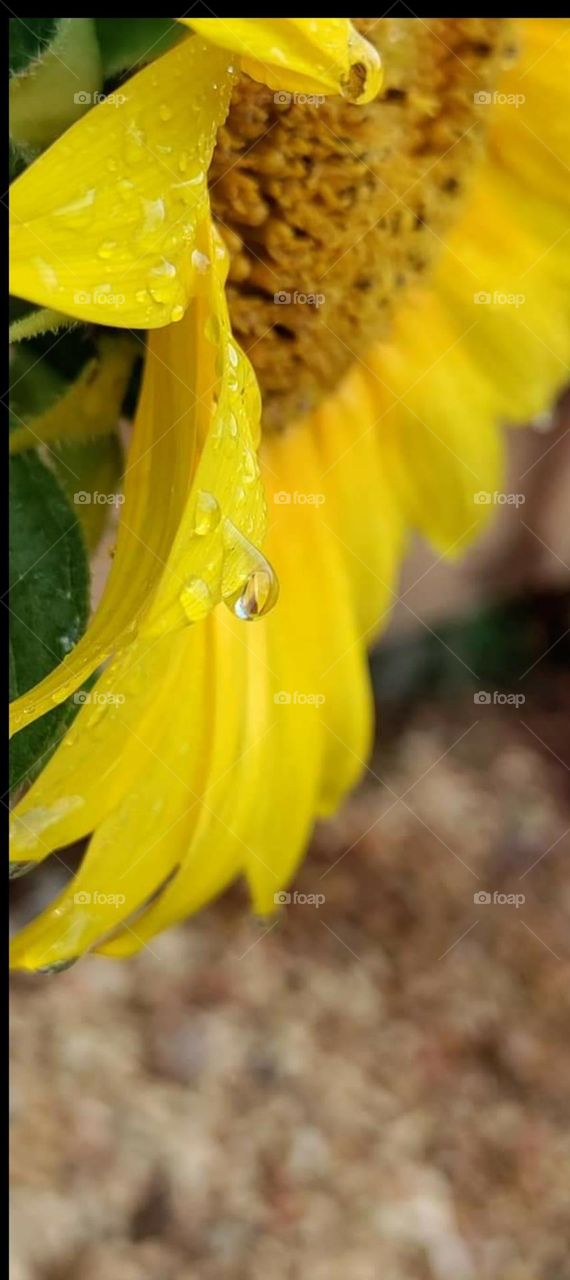 Macro water drop