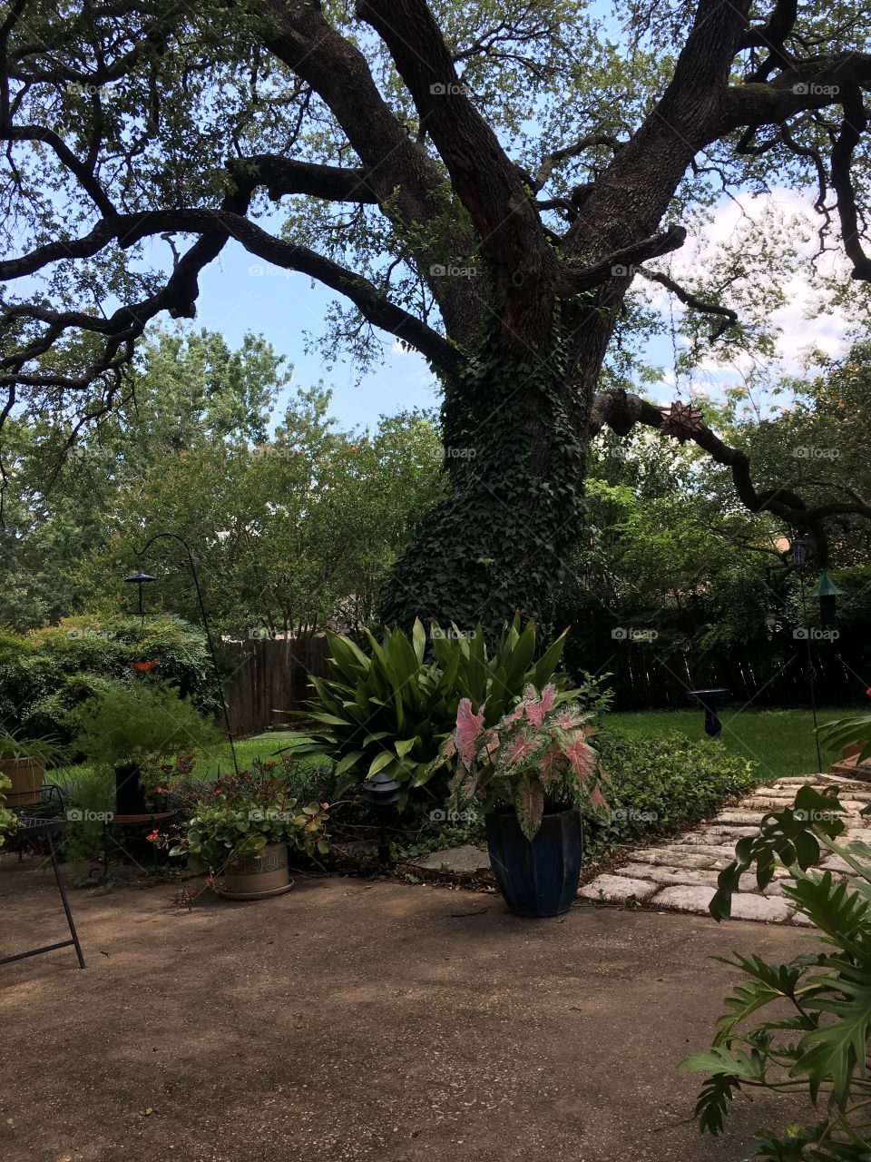 Summer in the backyard, 2017, Austin, TX