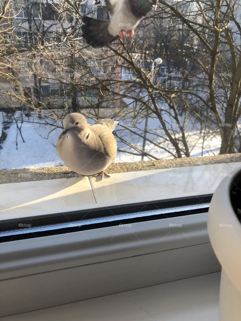 my bird