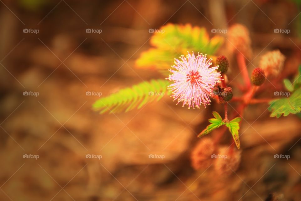 Blooming in Spring season.