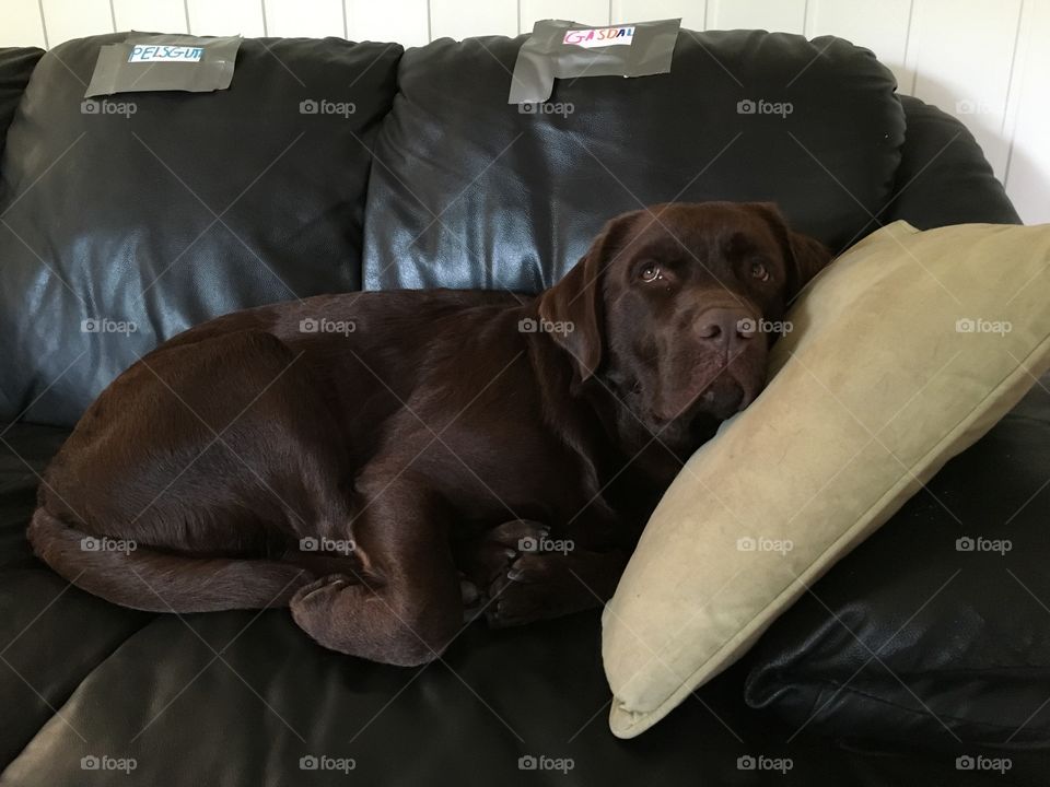 Dog, Mammal, Portrait, Indoors, Pet