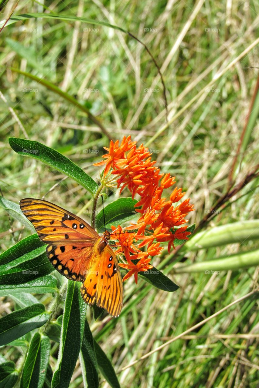 orange monarch butterfly on orange color burning bush wildflowers