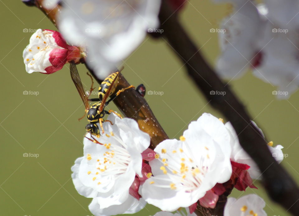 wasp gathering nectar of apricot tree flower