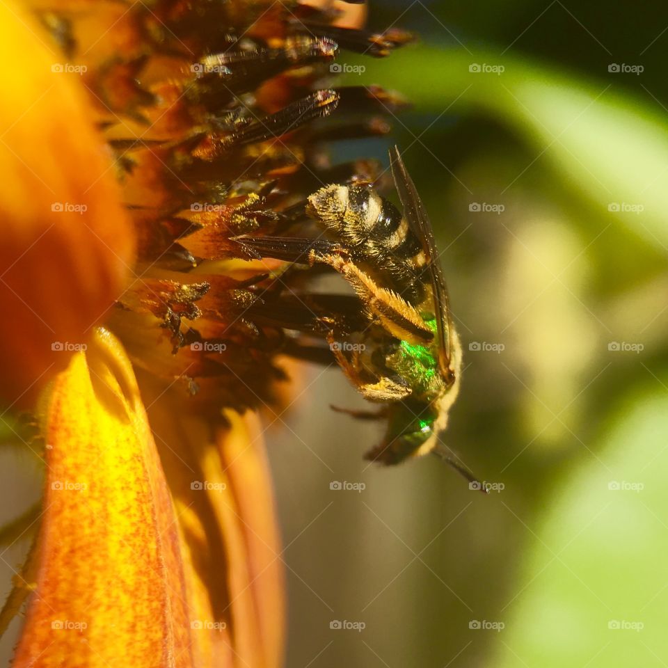 Bee looking for pollen 