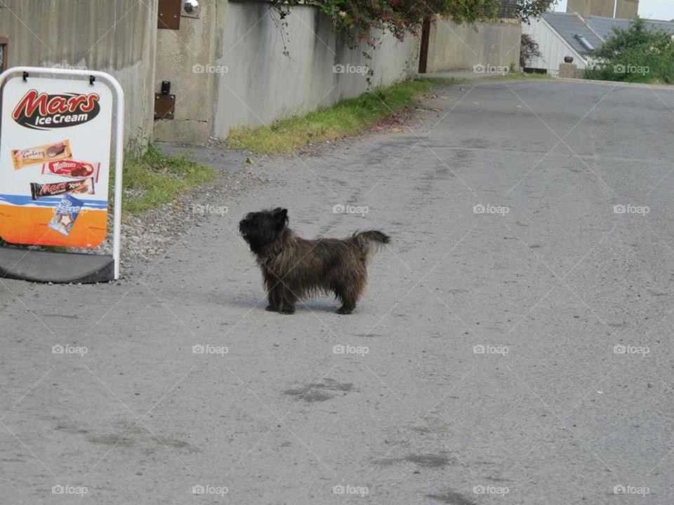 Little brown puppy looking eagerly at ice cream sign!