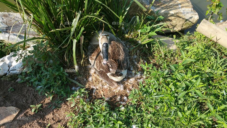 Nature, Grass, Outdoors, Summer, Park