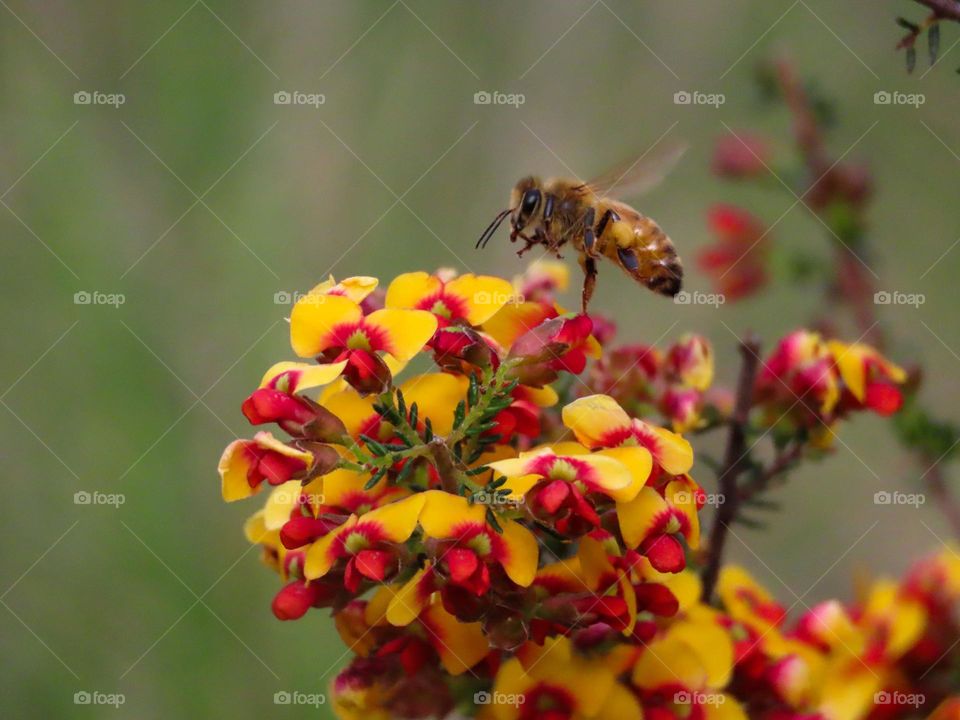 Bee collecting pollen 