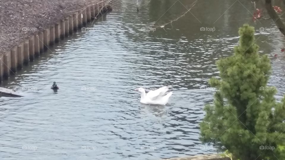 a duck shakes itself out in the water