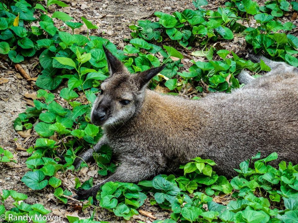 Rodger Williams Park Zoo
Providence RI