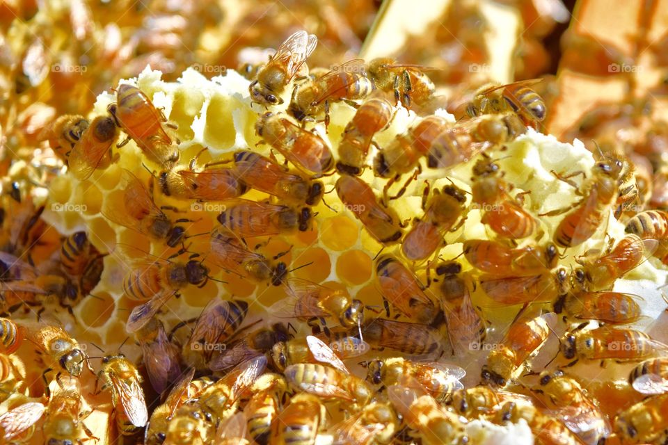 Bees on wax