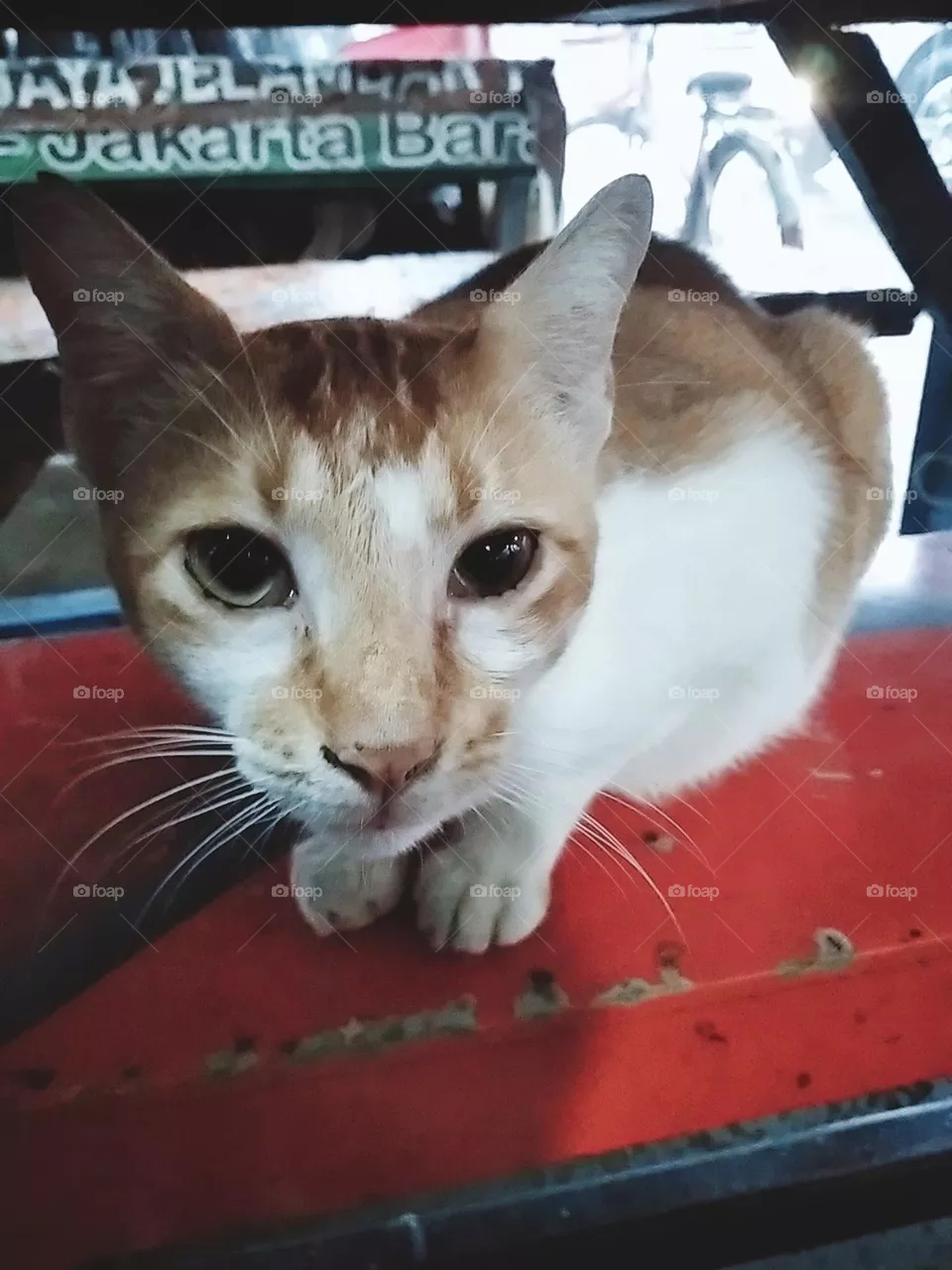 Cat