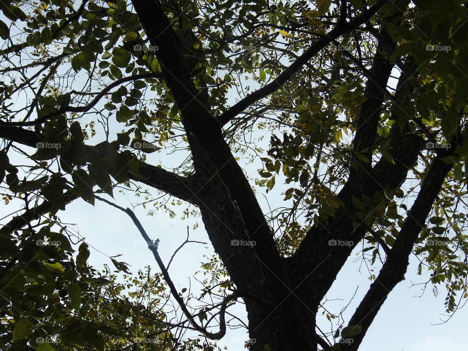 Tree, Nature, No Person, Landscape, Branch