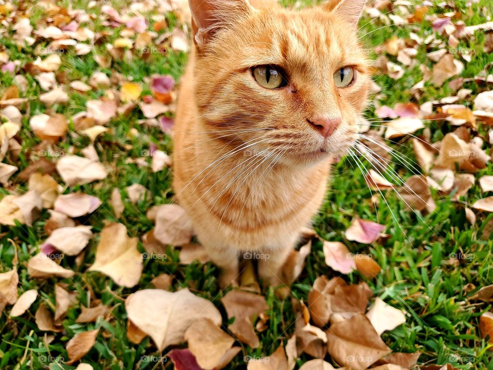 Orange tabby standing in the grass on the fall surrounded by fall leaves as he looks forward