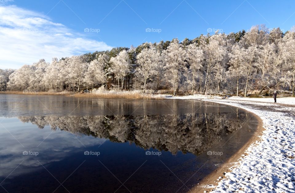 Snowy tree reflections on the lake in fair weather 