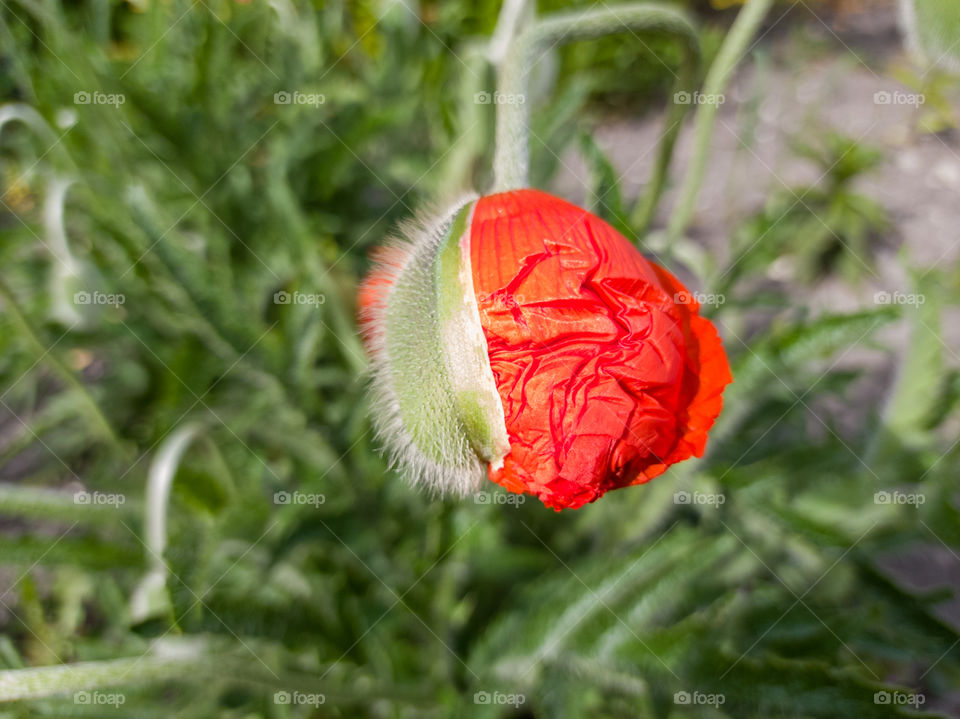 Red poppy in the garden.