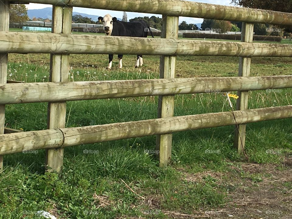 A cow behind the fence 