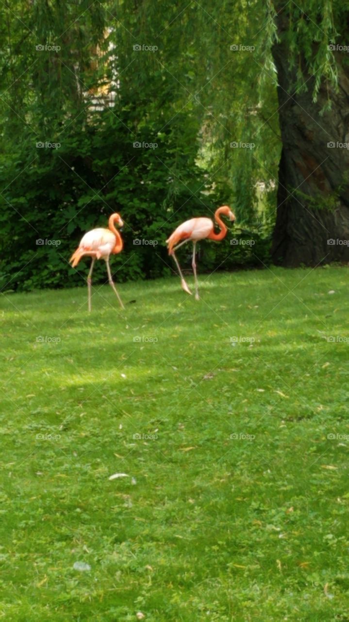 flamingos at the zoo