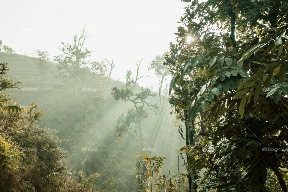 Rainforest and sunbeam at morning
