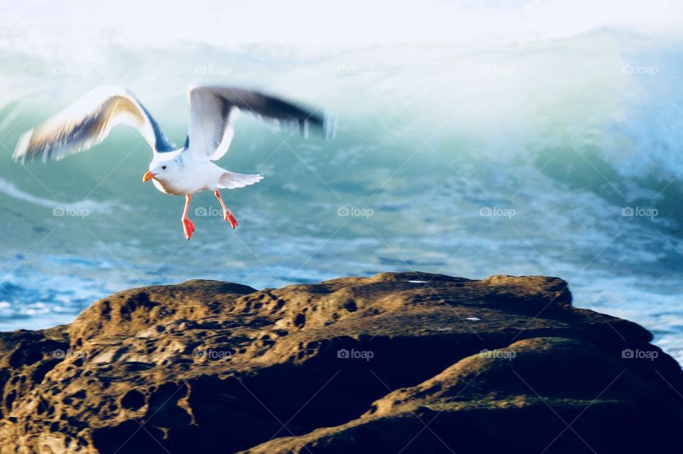 Seagull In Flight. 